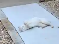 三輪神社の動物