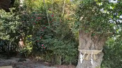 立鉾鹿島神社の自然