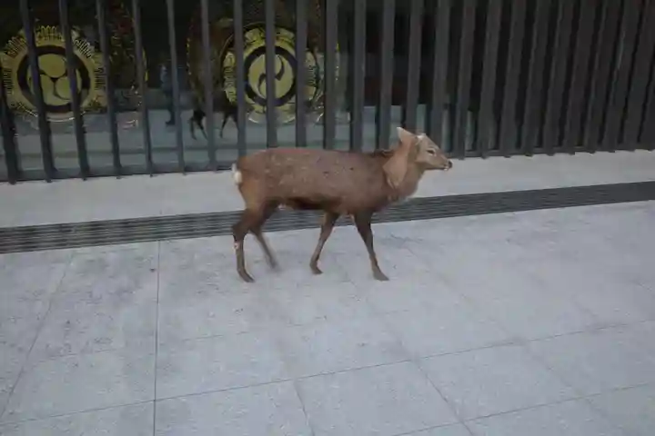 春日大社(奈良県)