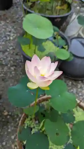 行願寺（革堂）の自然