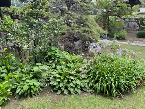 金蔵寺の庭園