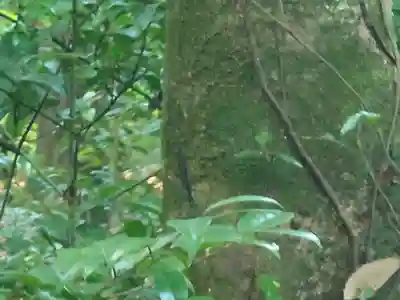 宇佐神宮(大分県)