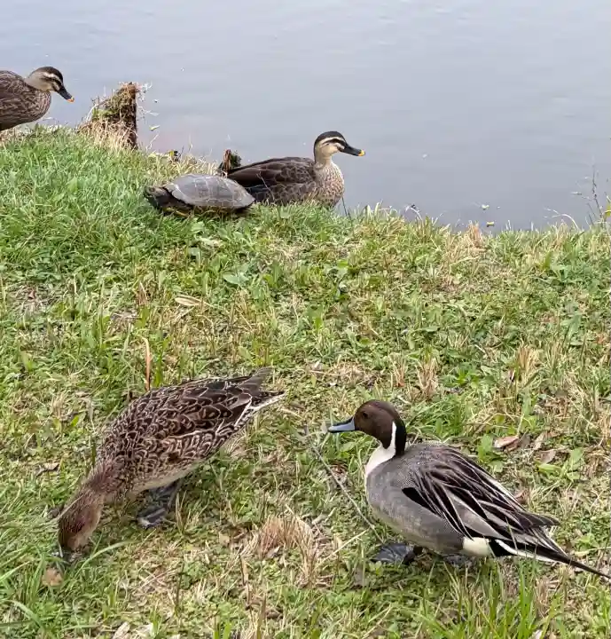 菊田神社の{uncategorized: "未分類", other: "その他", undefined: "問題あり", building: "その他建物", grave: "お墓", sacred_gate: "鳥居", guardian: "狛犬", statue: "像", buddha: "仏像", history: "歴史", nature: "自然", garden: "庭園", animal: "動物", pagoda: "塔", temizu: "手水舎", mountain_gate: "山門・神門", sanctuary: "本殿・本堂", subordinate: "末社・摂社", art: "芸術", scenery: "景色", jizo: "地蔵", ema: "絵馬", goshuin: "御朱印", omikuji: "おみくじ", items: "授与品その他", amulet: "お守り", goshuincho: "御朱印帳", eats: "食事", festival: "お祭り", votive_dance: "神楽", shichigosan: "七五三参", wedding: "結婚式", experience: "体験その他", initially: "初詣", around: "周辺", anti_infection: "感染症対策"}