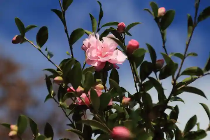 熊野福藏神社の自然
