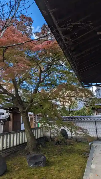 本満寺(本願満足寺)(京都府)