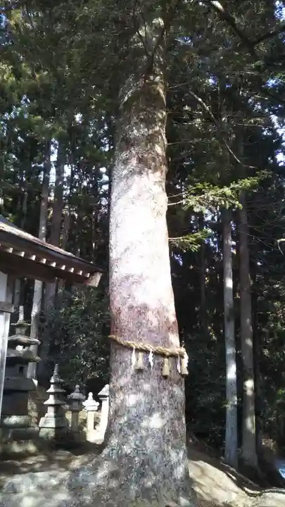 儛草神社の自然