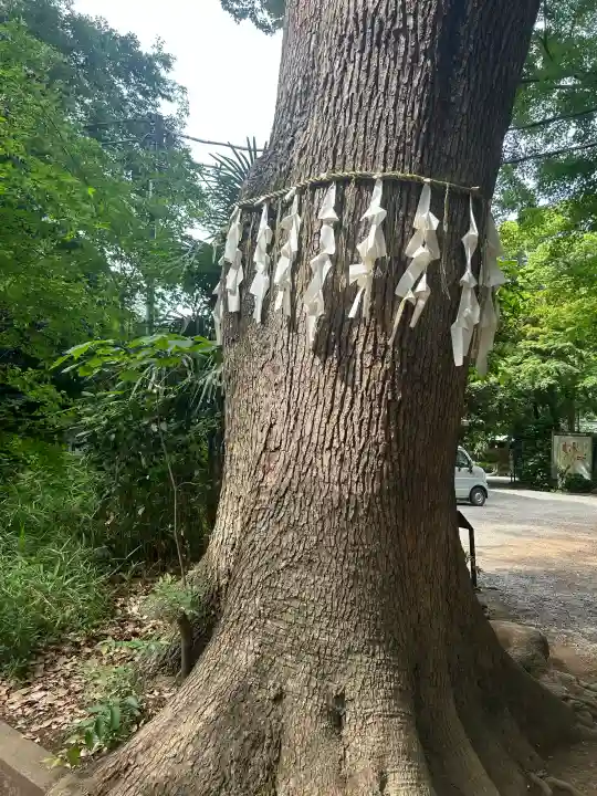 代々木八幡宮の{uncategorized: "未分類", other: "その他", undefined: "問題あり", building: "その他建物", grave: "お墓", sacred_gate: "鳥居", guardian: "狛犬", statue: "像", buddha: "仏像", history: "歴史", nature: "自然", garden: "庭園", animal: "動物", pagoda: "塔", temizu: "手水舎", mountain_gate: "山門・神門", sanctuary: "本殿・本堂", subordinate: "末社・摂社", art: "芸術", scenery: "景色", jizo: "地蔵", ema: "絵馬", goshuin: "御朱印", omikuji: "おみくじ", items: "授与品その他", amulet: "お守り", goshuincho: "御朱印帳", eats: "食事", festival: "お祭り", votive_dance: "神楽", shichigosan: "七五三参", wedding: "結婚式", experience: "体験その他", initially: "初詣", around: "周辺", anti_infection: "感染症対策"}