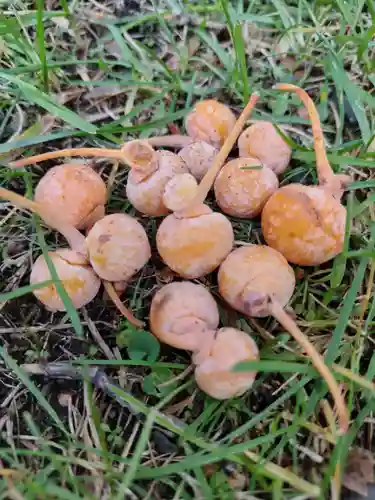 厚別神社(北海道)