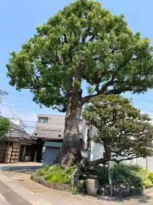 観音寺(東京都)