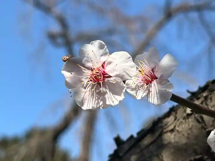 寛永寺開山堂の自然