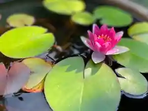 伊勢の国 四天王寺(三重県)(2022年07月07日(木) 14時29分44秒投稿)