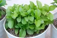 十日恵比須神社(福岡県)