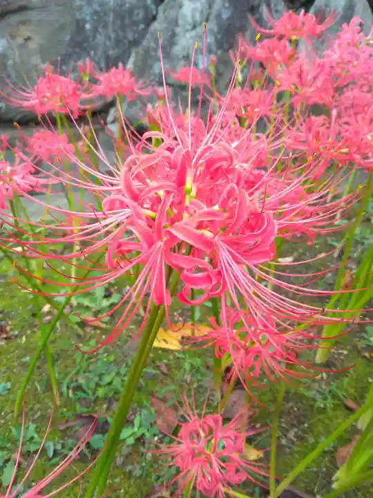 横浜 西方寺(神奈川県)