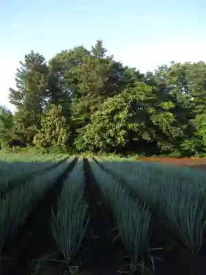 尾崎天神宮(千葉県)