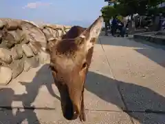 厳島神社の動物