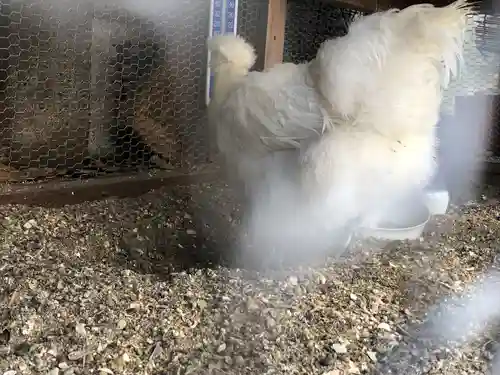 櫻木神社(東京都)