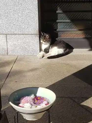 白金氷川神社の動物