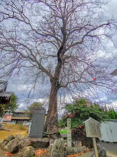 小口神社（城屋敷）の自然