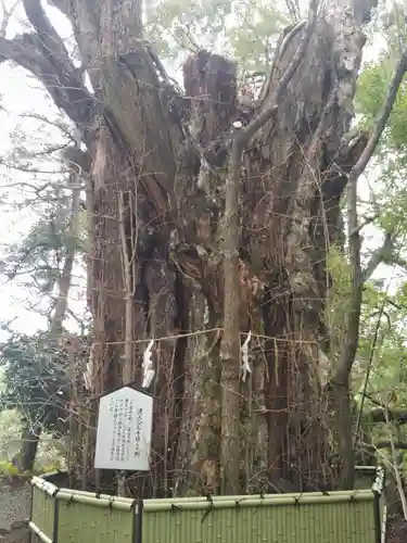 加藤神社の自然
