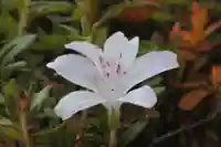 国宝 大法寺の自然