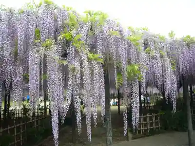 玉敷神社(埼玉県)