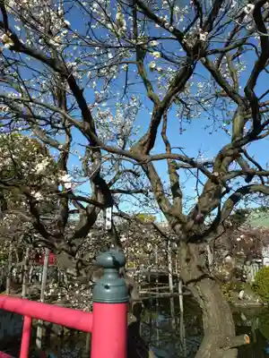 亀戸天神社(東京都)