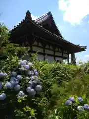 般若寺 ❁﻿コスモス寺❁(奈良県)