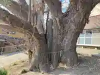 蛟蝄神社門の宮(茨城県)