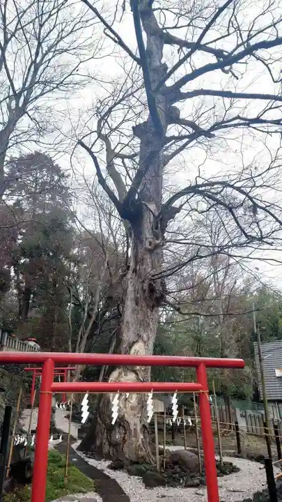 山名八幡宮(群馬県)