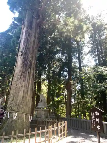 戸隠神社中社の自然