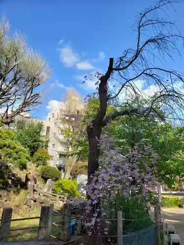 鳩森八幡神社の自然