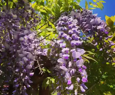 藤島神社(贈正一位新田義貞公之大宮)(福井県)
