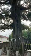 八幡大神社の自然