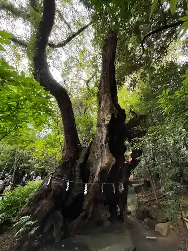 來宮神社(静岡県)