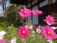 般若寺 ❁コスモス寺❁(奈良県)