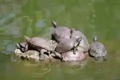 亀戸天神社の動物