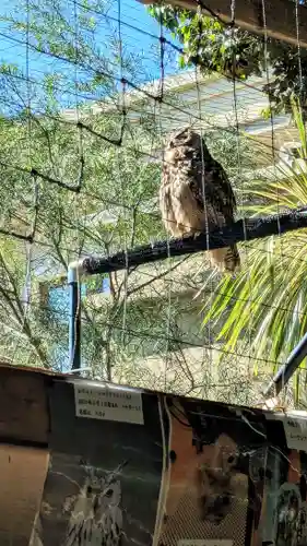 柏諏訪神社の動物