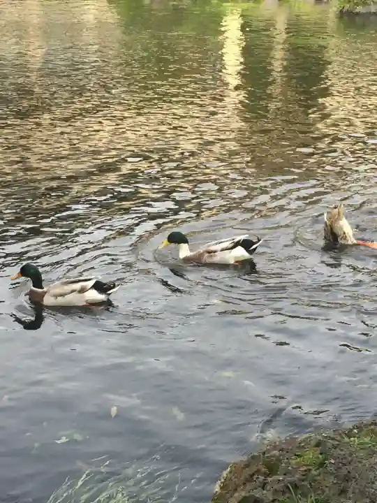 富士山本宮浅間大社(静岡県)