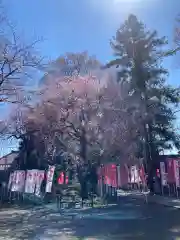 白岡八幡神社(埼玉県)