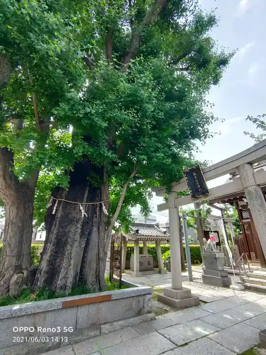 飛木稲荷神社の鳥居