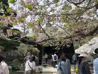 極楽寺(霊鷲山感應院極楽律寺)の本殿・本堂