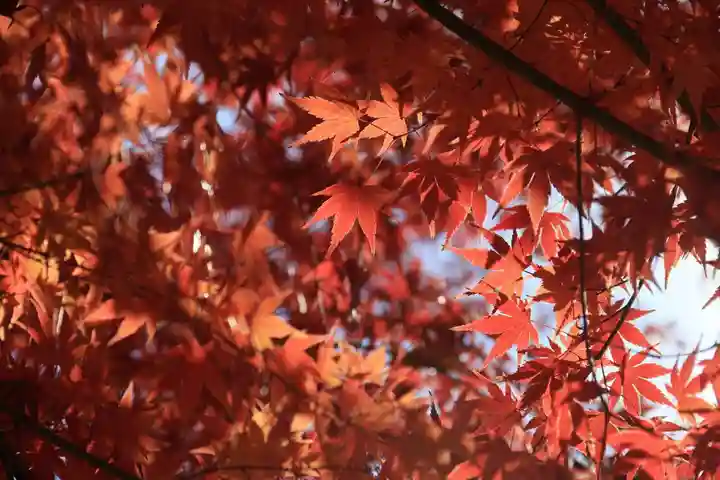 豊景神社の自然