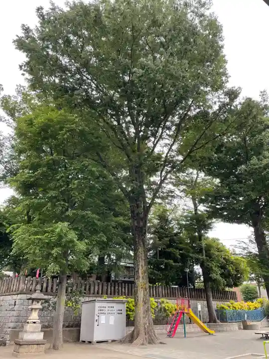 北澤八幡神社の自然