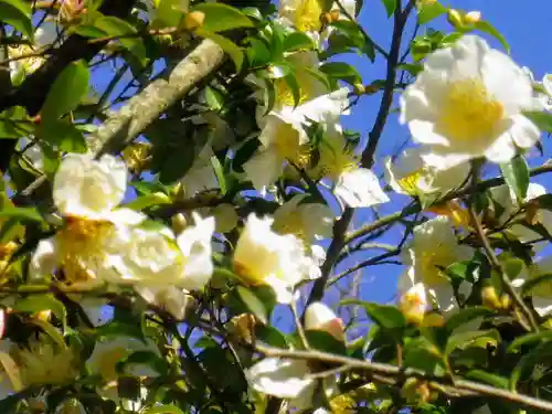 安國論寺（安国論寺）の自然