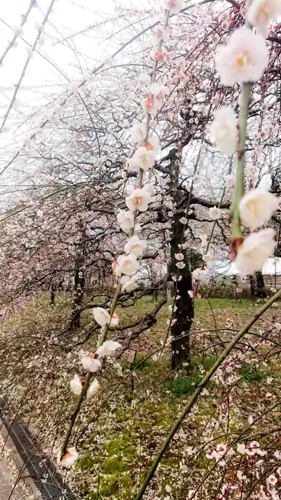 尾張大國霊神社(国府宮)の自然