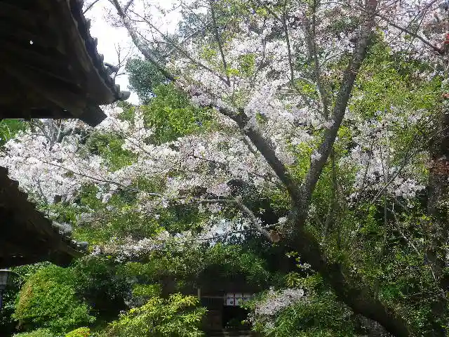 浄光明寺の自然