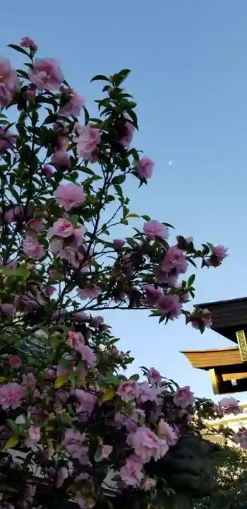 古録天神社の自然