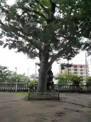 八幡橋八幡神社の自然