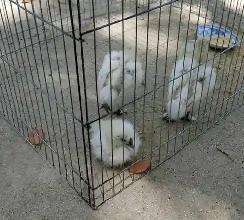 玉祖神社の動物