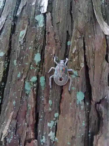 杉杜白髭神社(福井県)